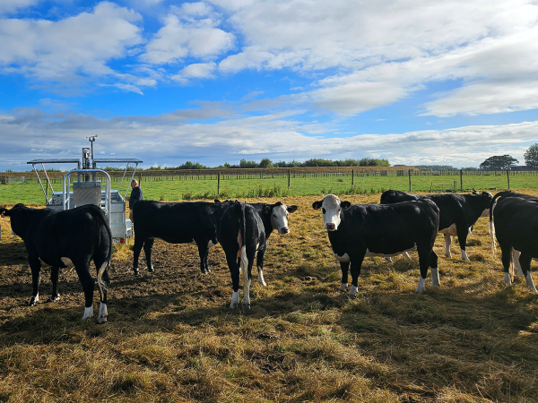 Cows in paddock standing around Greenfeed machine