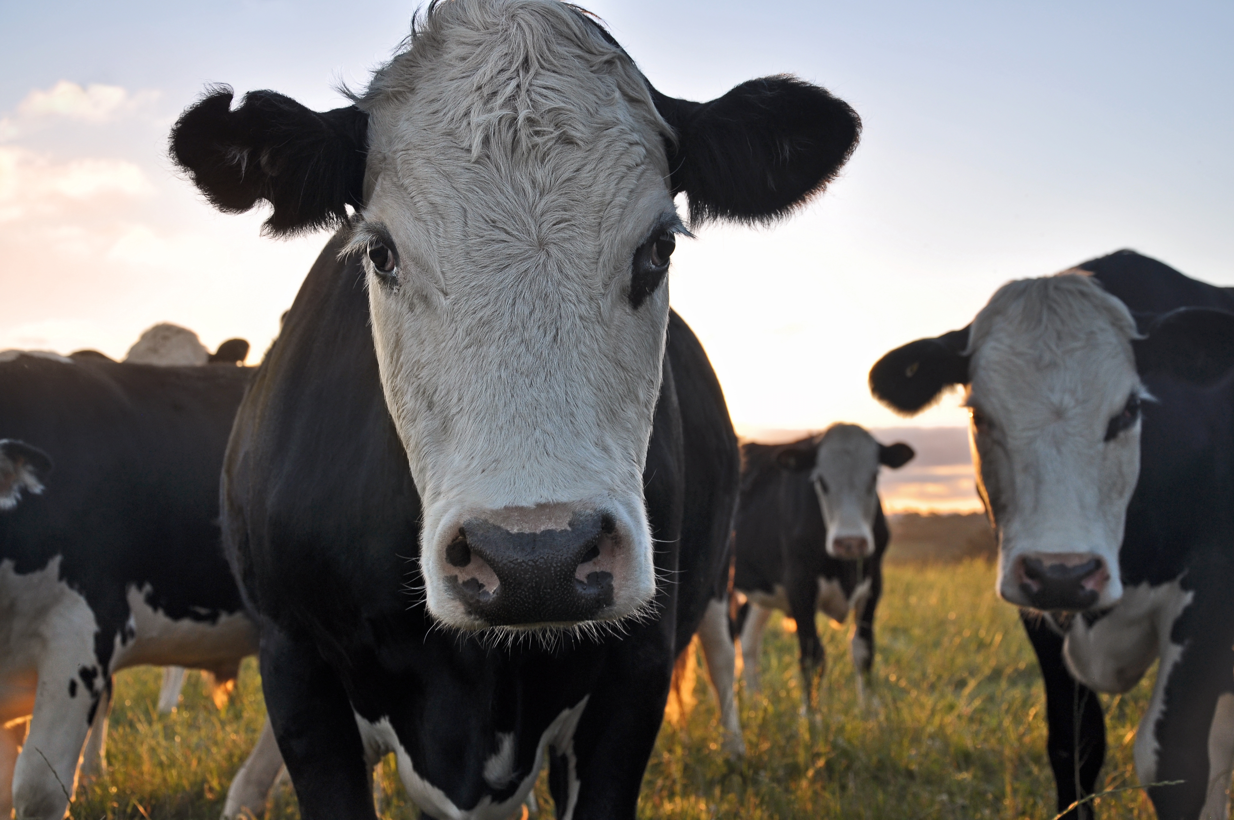 2.1a NZ cattle