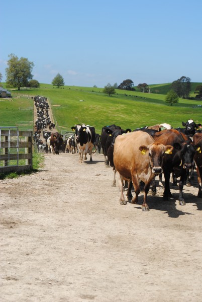  New Zealand dairy cows coming in for milking