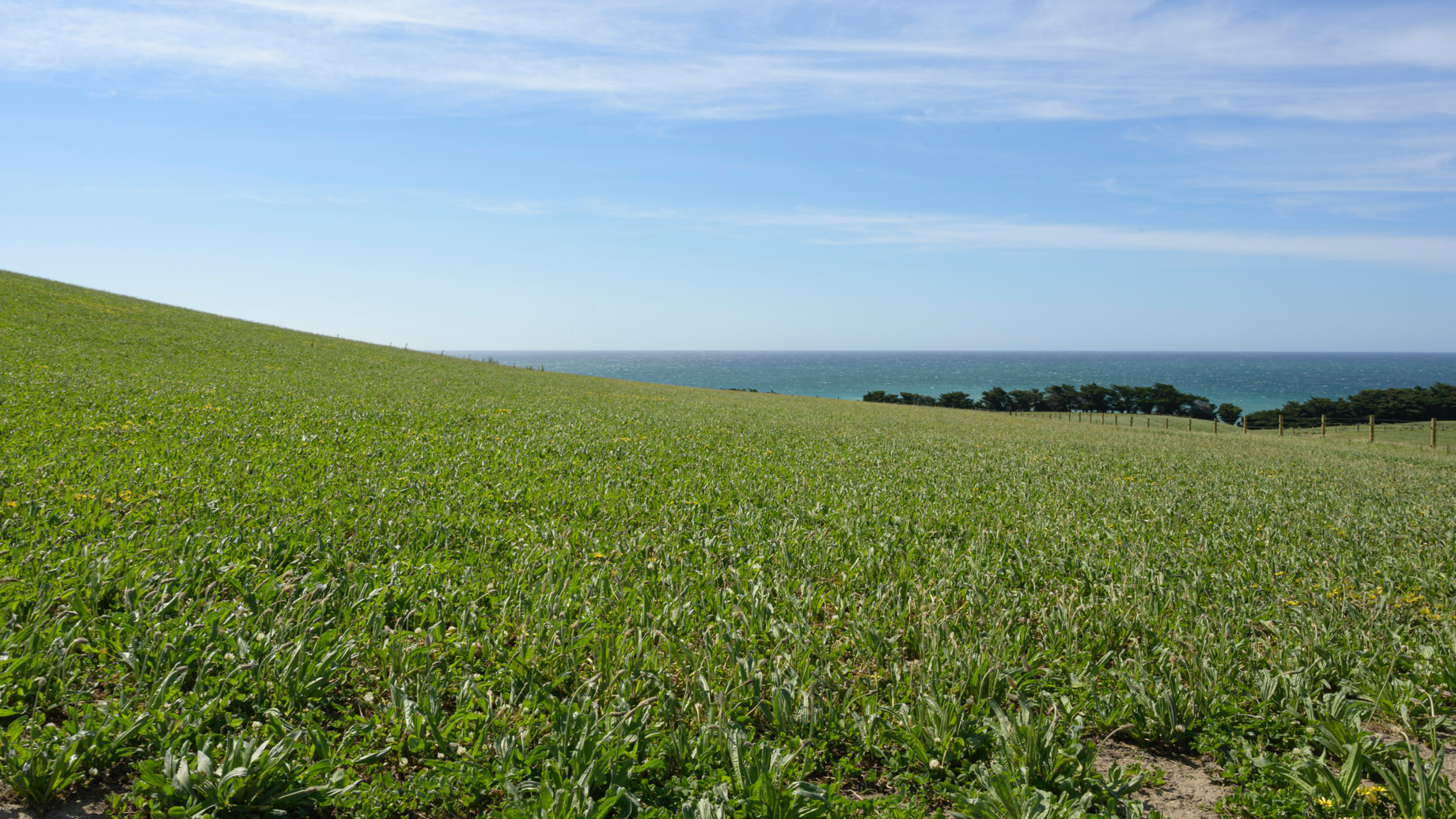 grass thumbnail